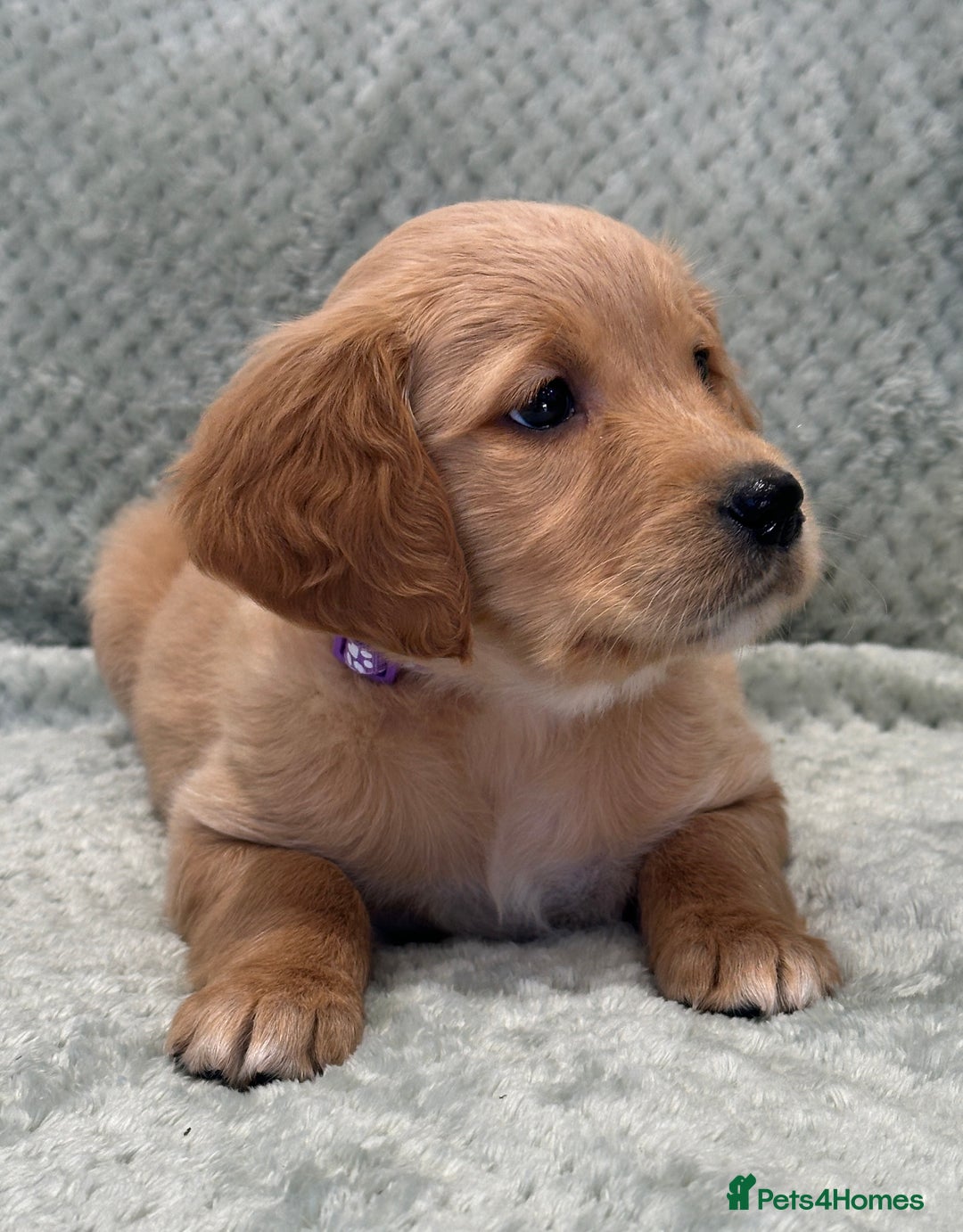 Golden Retriever dogs for sale: Quality litter of KC reg Golden Retriever Puppies  - Advert 18