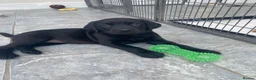 Labrador Retriever dogs for sale: 8 Stunning Fox Red & Black Labrador Puppies in Walsall - Advert 24