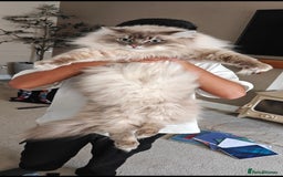 Ragdoll cats for sale: Beautiful Ragdoll/mainecoon cat - Image 5