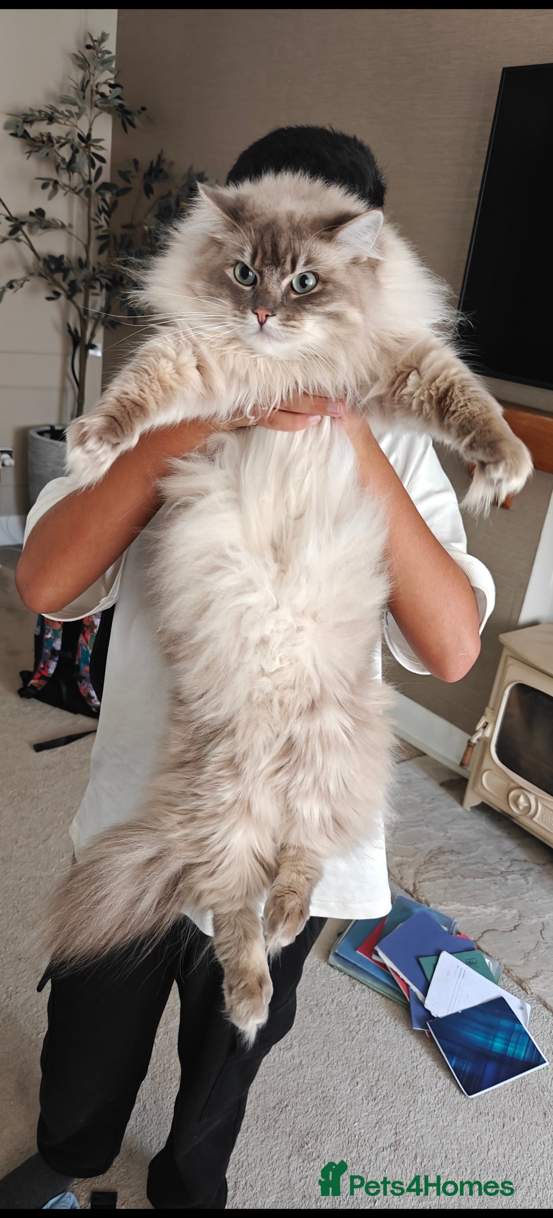 Ragdoll cats for sale: Beautiful Ragdoll/mainecoon cat - Image 5
