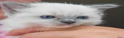 Ragdoll cats for sale: Beautiful Ragdoll Blue Mitten  - Advert 7