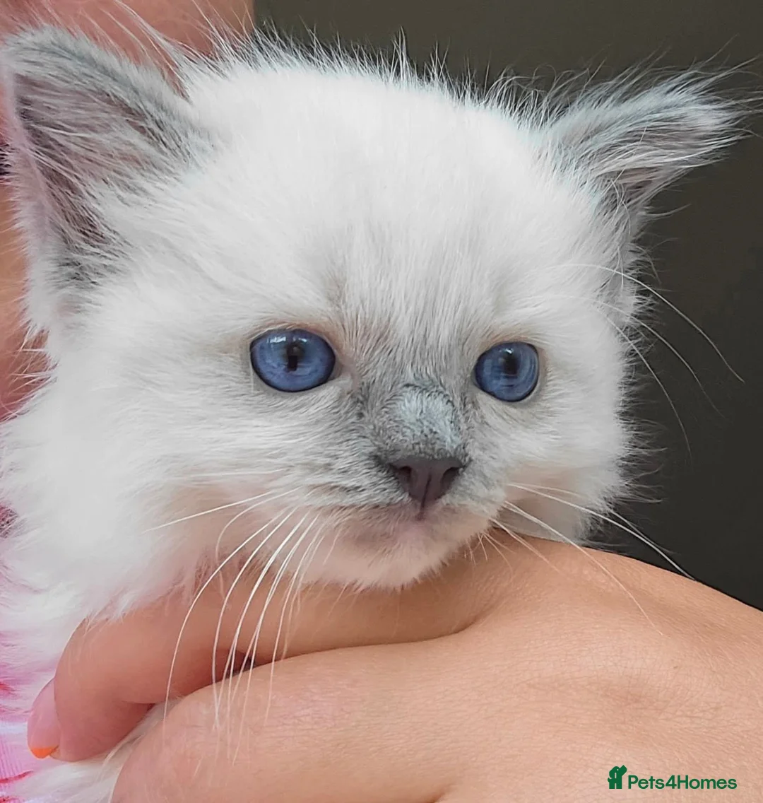 Ragdoll cats for sale: Beautiful Ragdoll Blue Mitten  - Advert 7