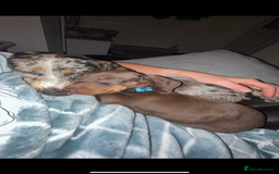 Miniature Dachshund dogs for sale: Miniature dachshund girl  - Image 2