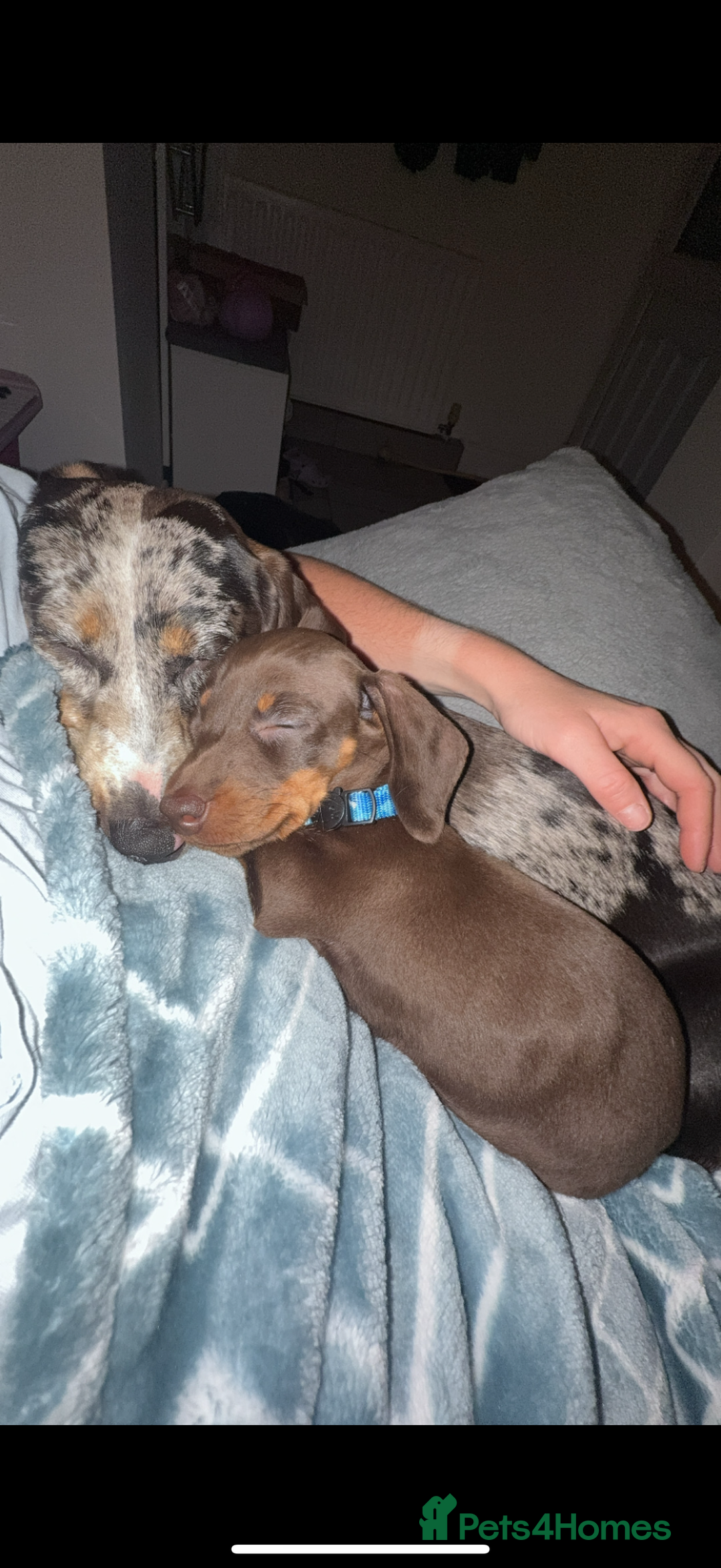 Miniature Dachshund dogs for sale: Miniature dachshund girl  - Image 2