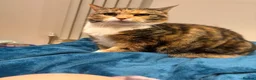 Domestic Shorthair cats for sale: Beautiful Amber - Advert 7
