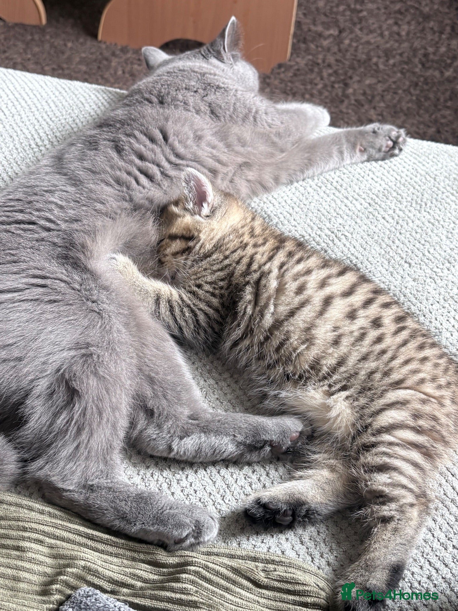 British Shorthair cats 🐾 Elite Male British Shorthair Kitten - Advert 2
