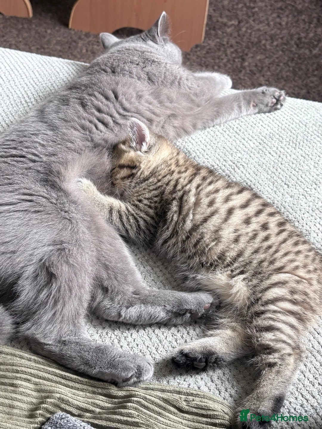 British Shorthair cats for sale: 🐾 Elite Male British Shorthair Kitten - Advert 1
