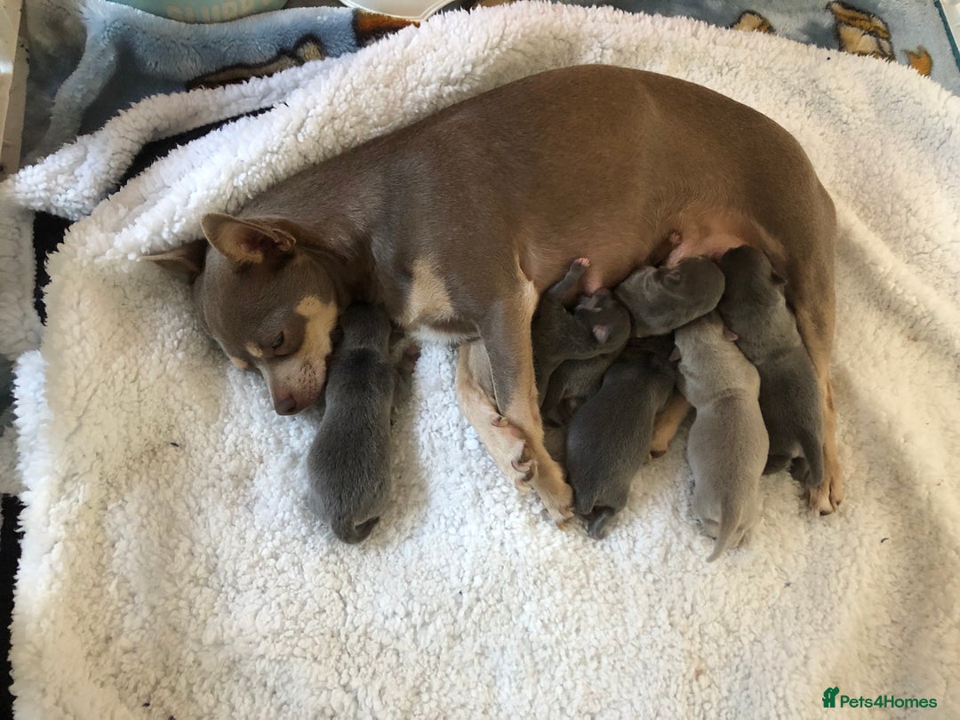 Chihuahua dogs for sale: Chihuahua  - Image 1