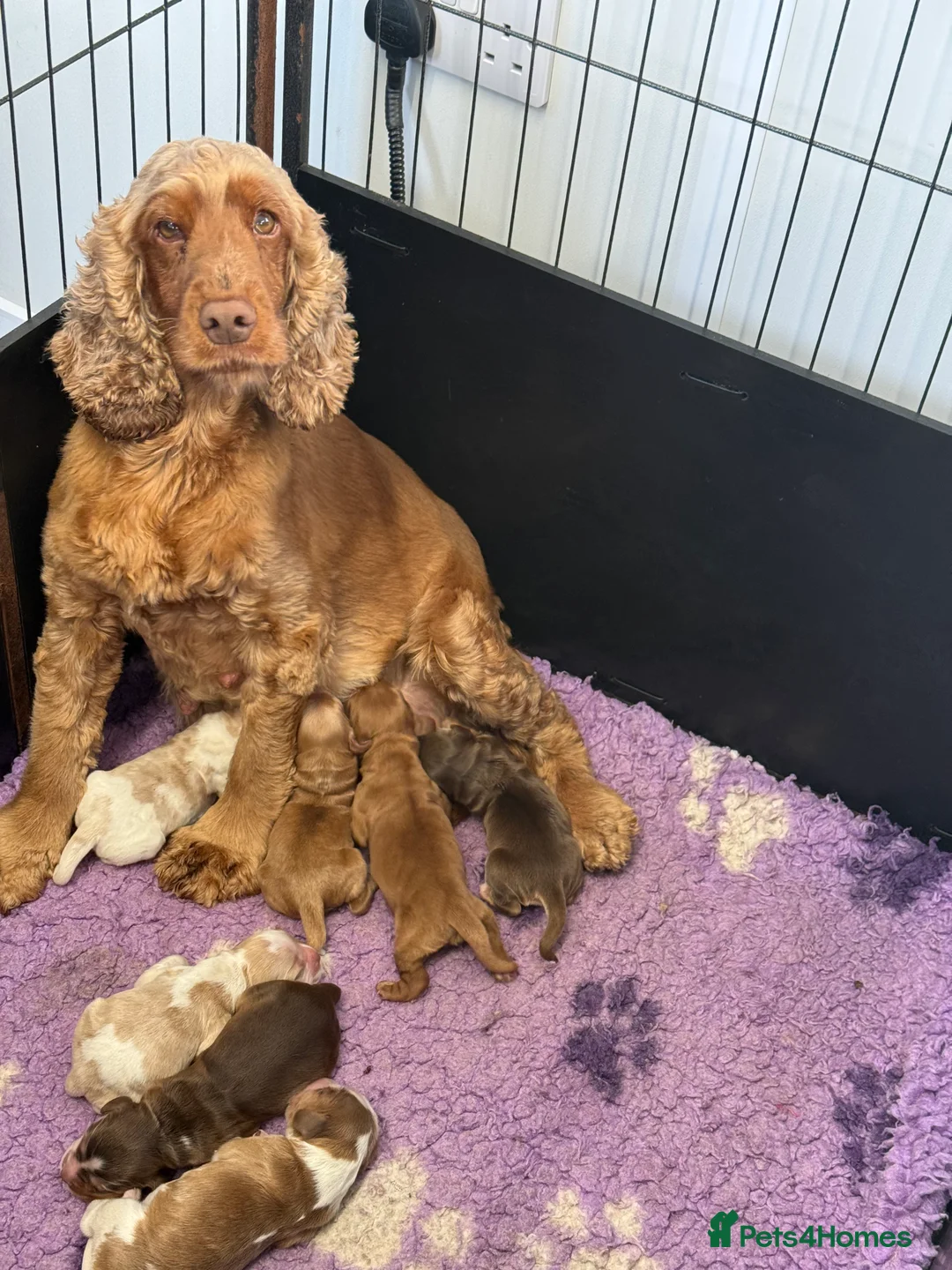 Cocker Spaniel dogs for sale: Stunning Show Cocker Spaniels - Advert 3