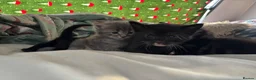 Domestic Shorthair cats for sale: beautiful babies looking for their forever home 🐱 - Advert 2