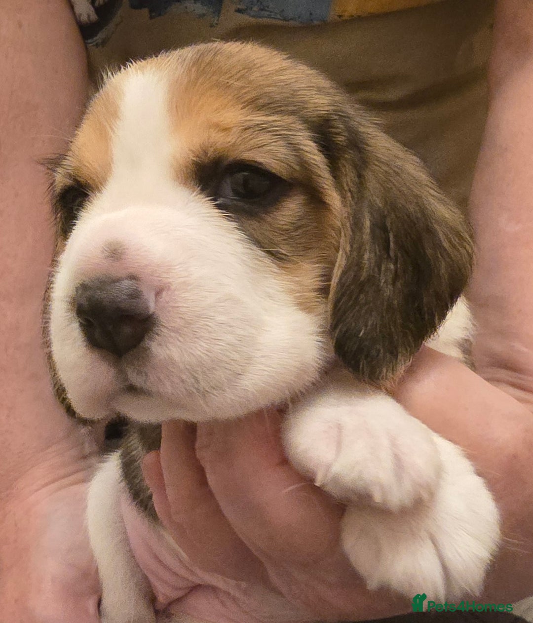 Beagle dogs for sale: KC registered Beagle pups, Rare Blue tri & tri - Advert 21