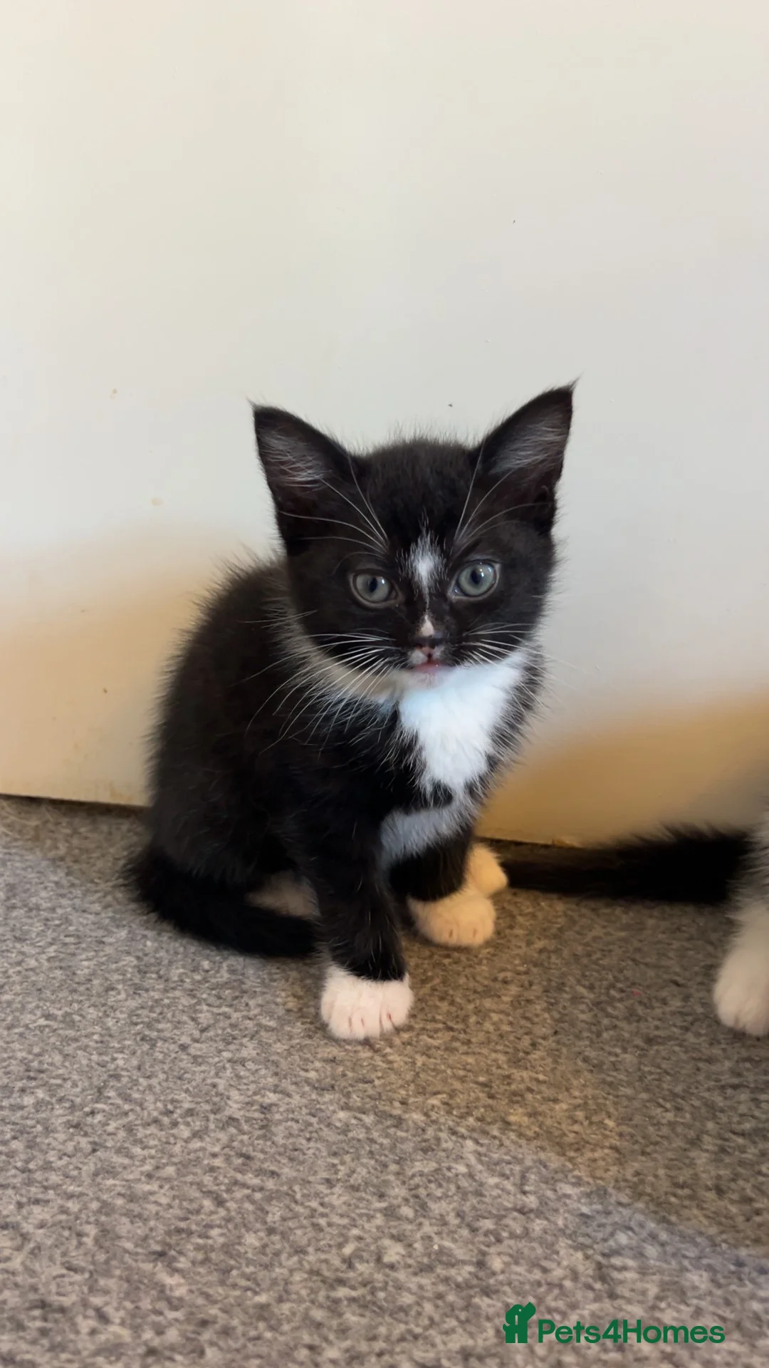 British Shorthair cats for sale: Kittens for sale!! in Stoke-on-Trent - Advert 2