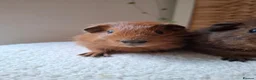 Guinea Pig rodents for sale: cali boar & teddy boar baby Guinea Pigs - Advert 2