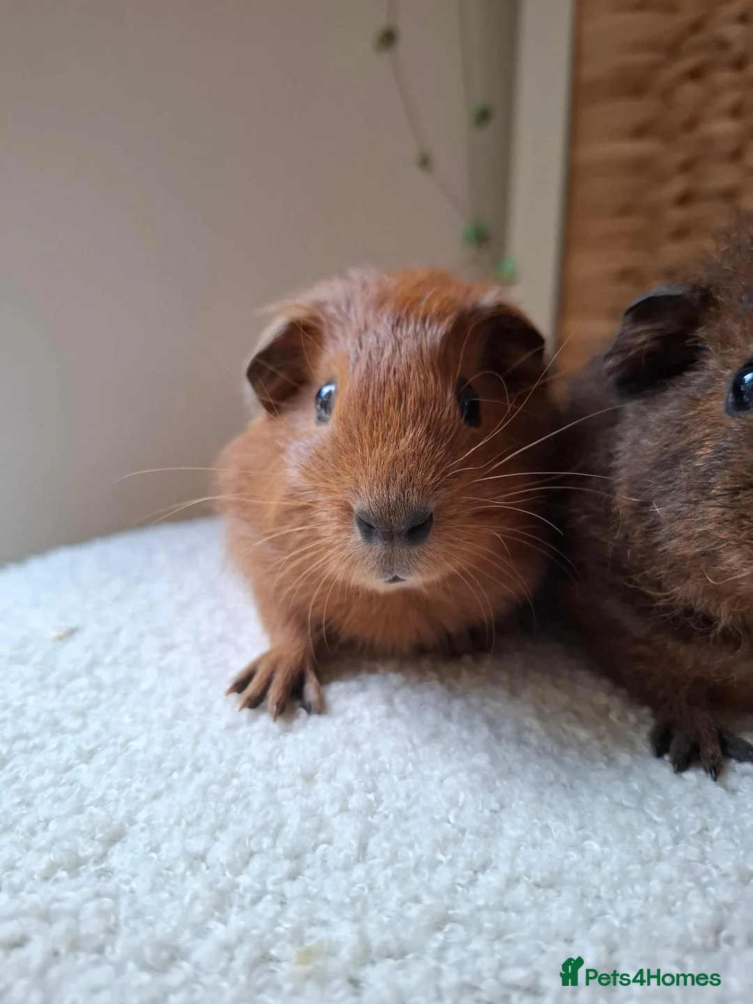 Guinea Pig rodents for sale: cali boar & teddy boar baby Guinea Pigs - Advert 2