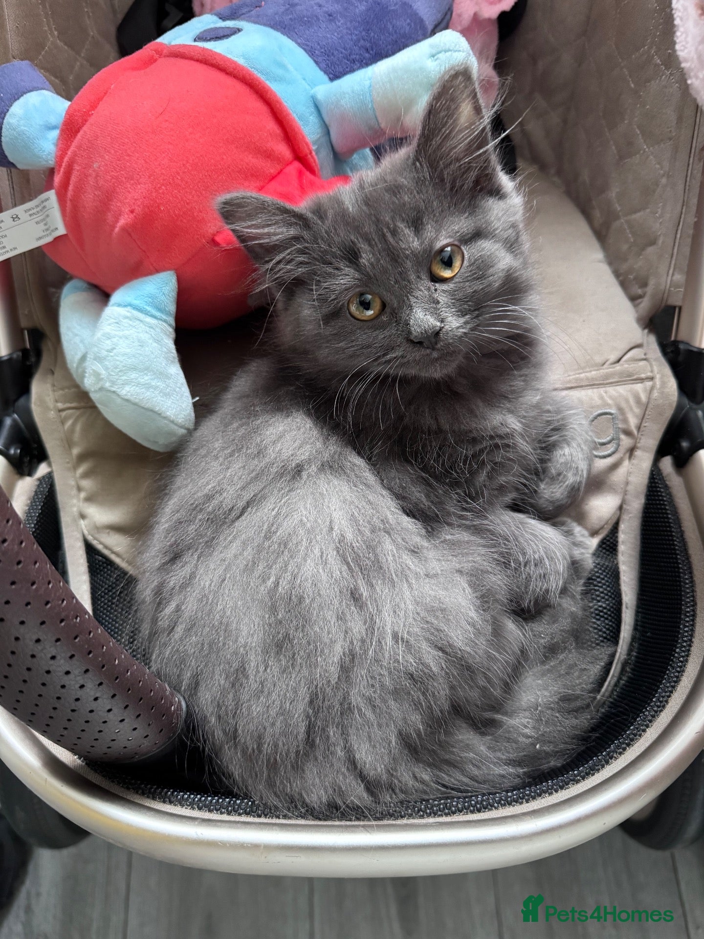 Ragdoll cats for sale: Final grey girl ragdoll/persian kitten - Advert 16