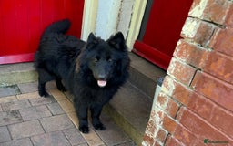 German Shepherd dogs for stud: Black German Shepherd at Stud - Image 4
