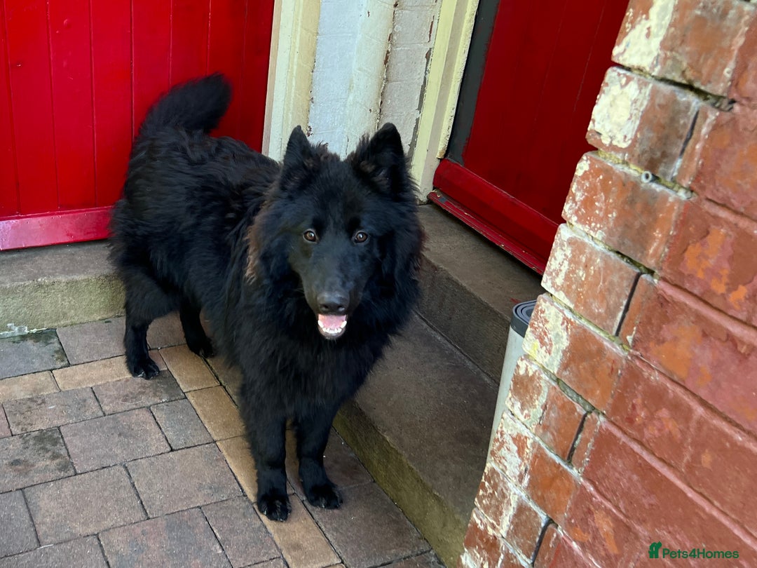 German Shepherd dogs for stud: Black German Shepherd at Stud - Image 4