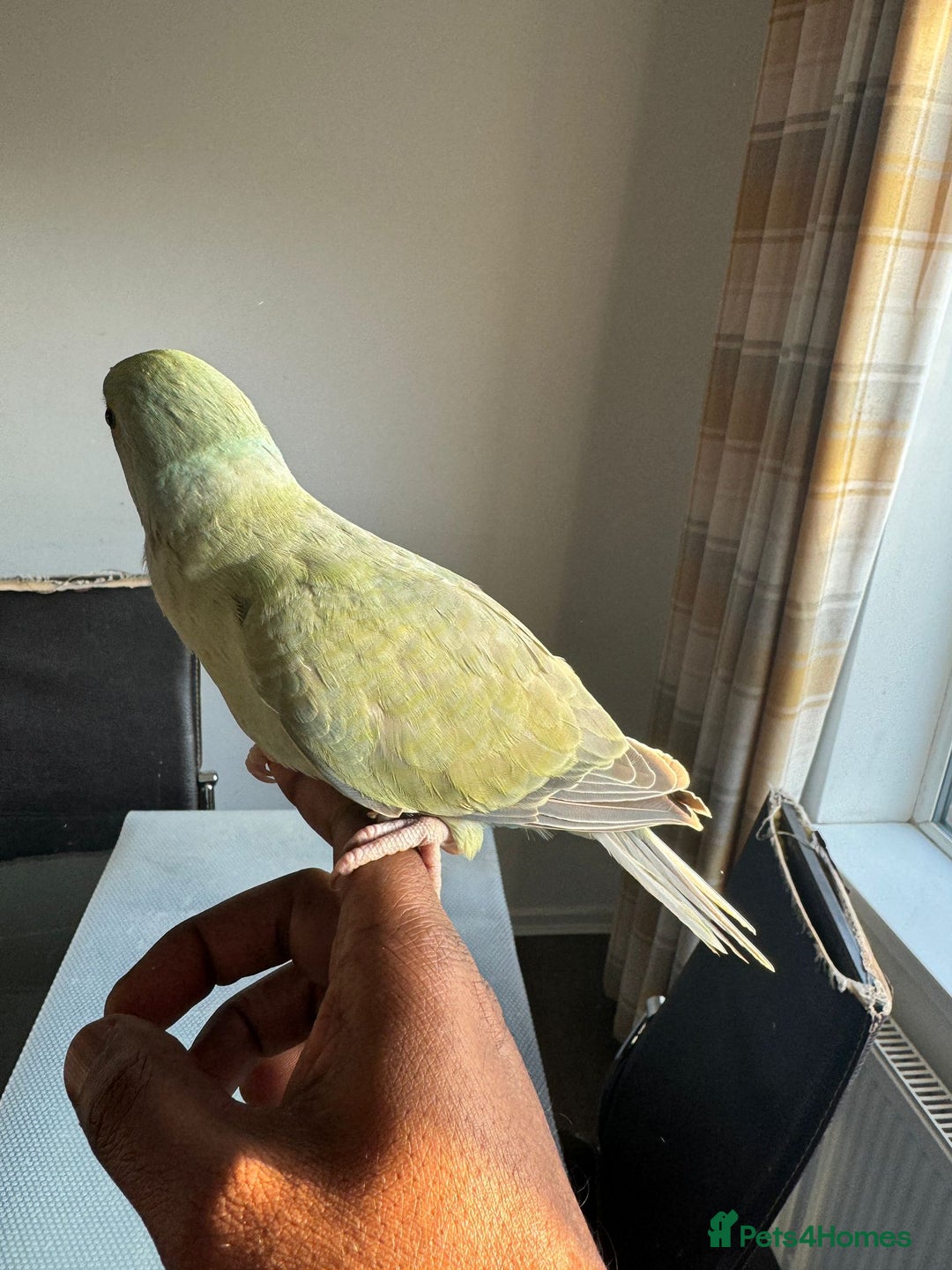 Ringnecks birds for sale: HAND REARED INDIAN RING NECK - Advert 14
