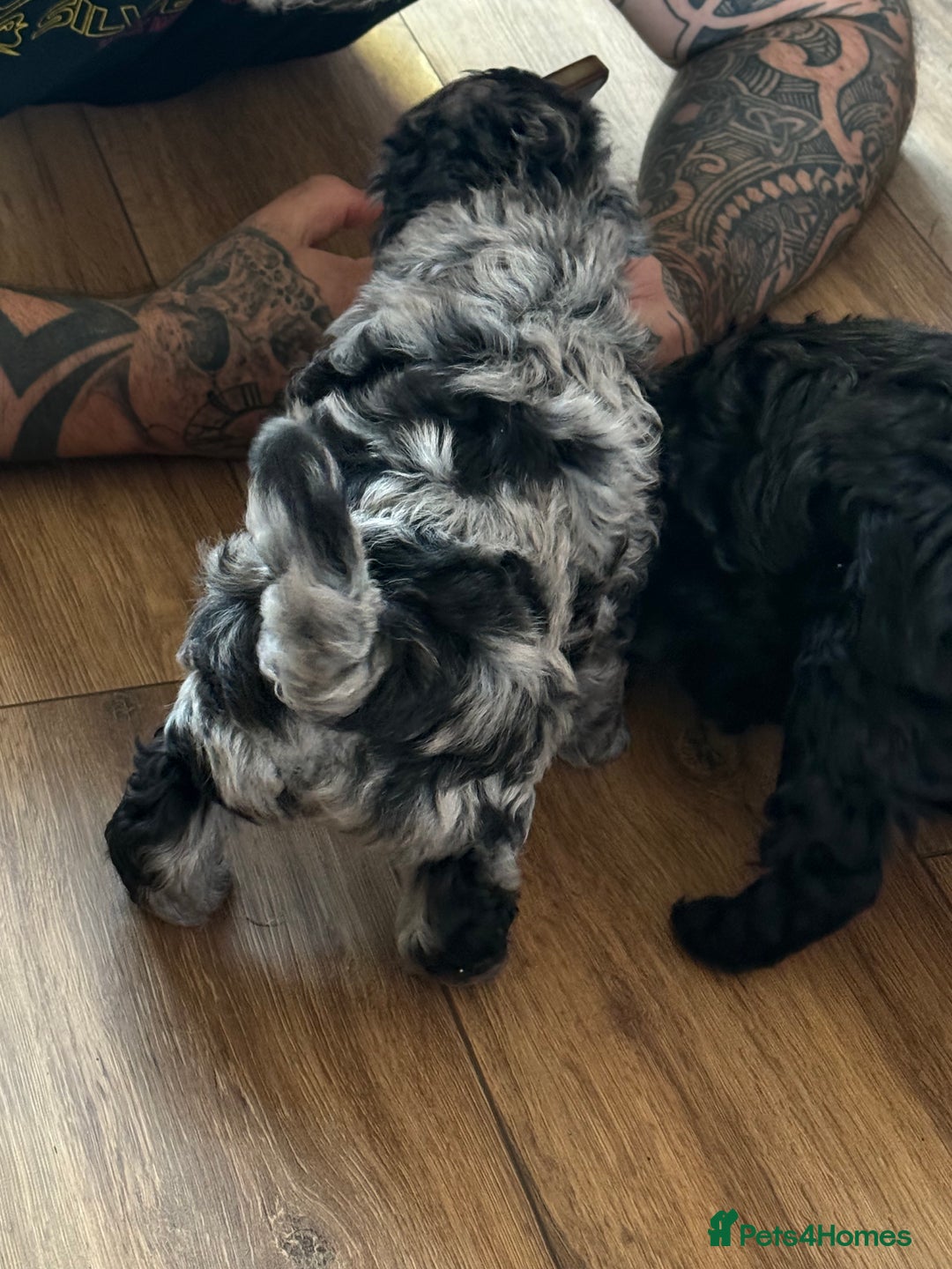 Shihpoo dogs for sale: Ready now Stunning Shihpoo puppies - Image 11