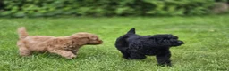Cockapoo dogs for sale: Cockapoo Pups - Fully Health Tested and vaccinated in Wigton - Advert 4