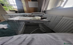 Rat rodents for sale: Fancy Rats.  - Image 7