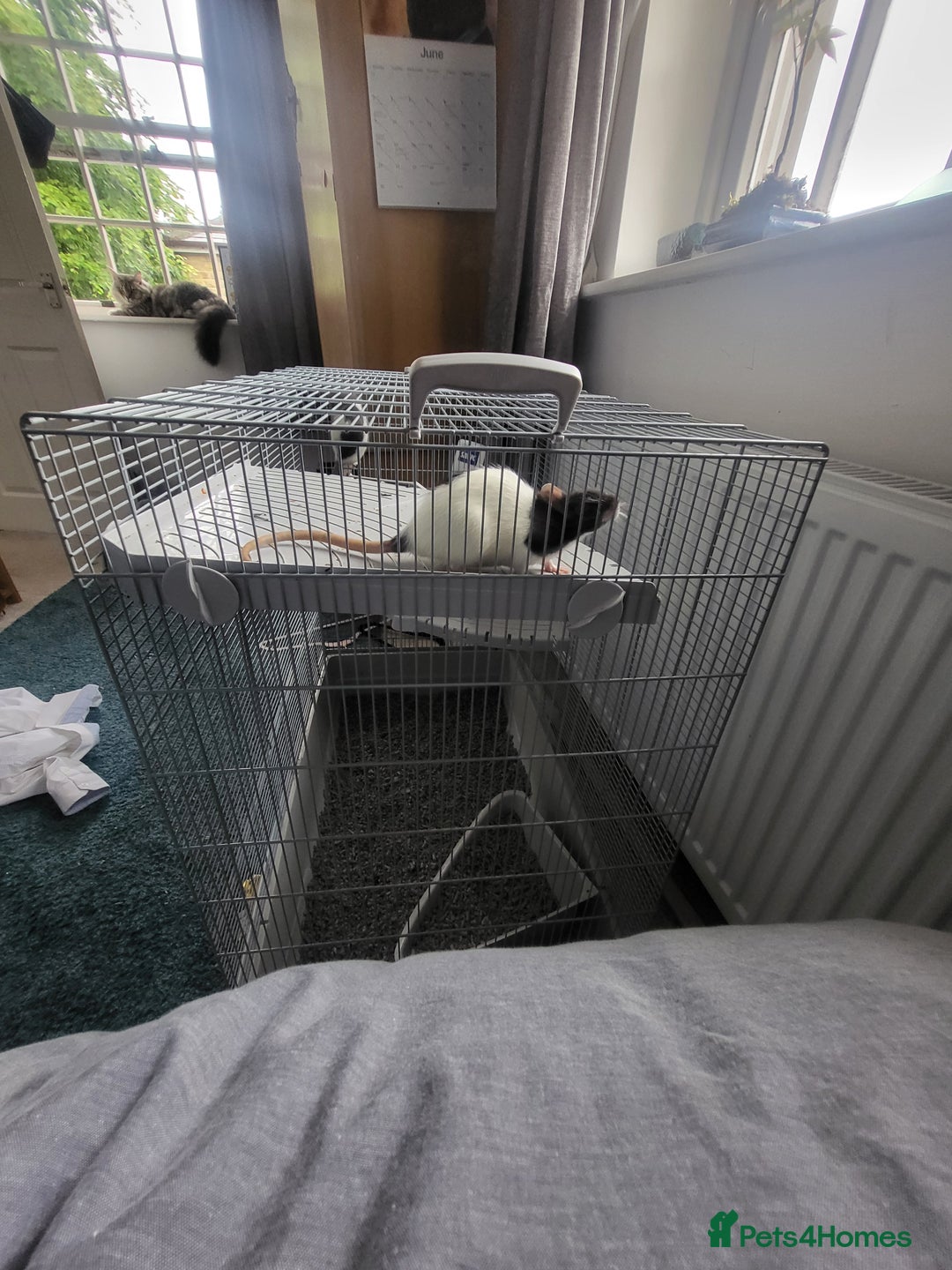 Rat rodents for sale: Fancy Rats.  - Image 7