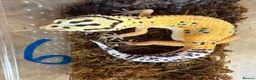 Leopard Gecko reptiles for sale: Leopard geckos - Advert 6