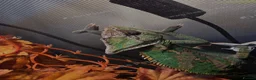 Chameleon reptiles for sale: Male Veiled Chameleons - Advert 3