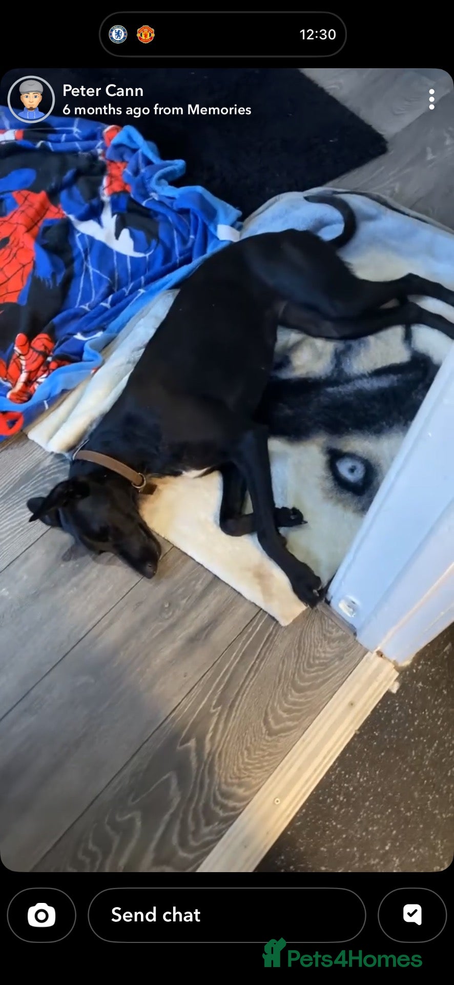 Mixed Breed dogs for sale: Oreo 2 year old bitch  - Advert 1
