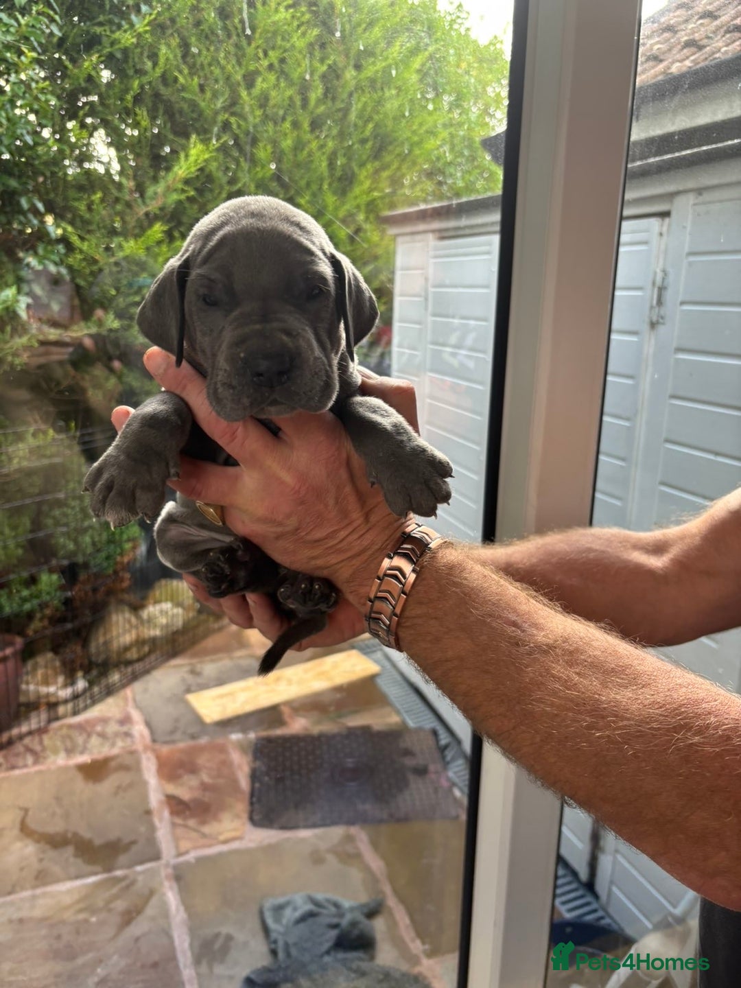 Great Dane dogs for sale: Champion Great Dane puppies for sale - Image 37