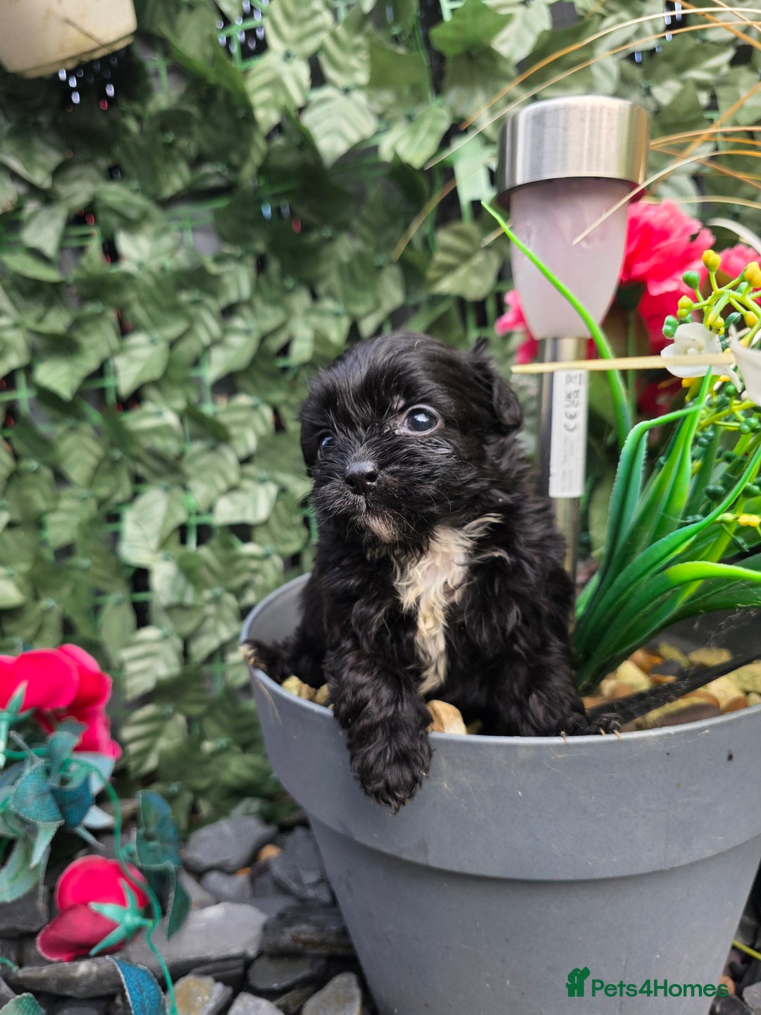 Shihpoo dogs for sale: Beautiful F1 shihpoo babies DNA clear. - Advert 6