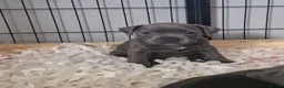 Staffordshire Bull Terrier dogs for sale: Kc registered staffordshire bull terrier puppies in Swansea - Advert 4