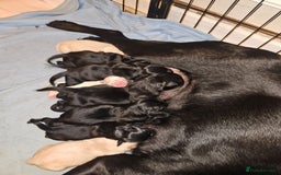 Goldador dogs for sale: Goldador puppies - Image 1