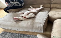 English Bulldog dogs for sale: Old English bulldog female.  - Image 3