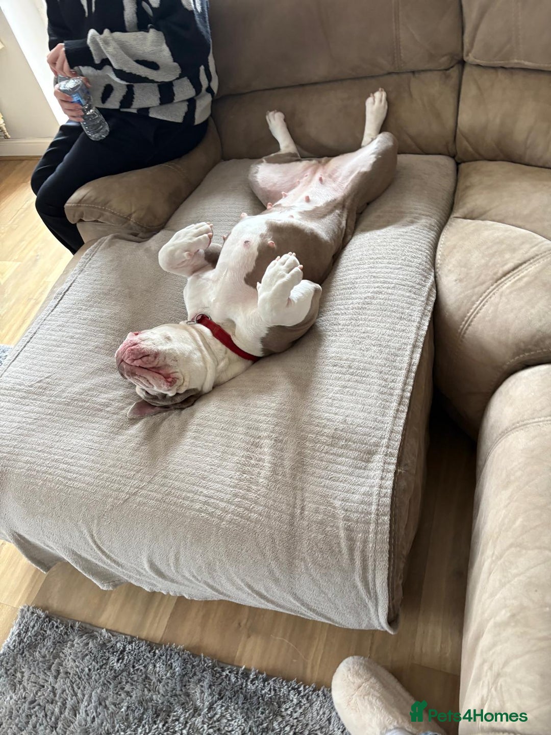 English Bulldog dogs for sale: Old English bulldog female.  - Image 3