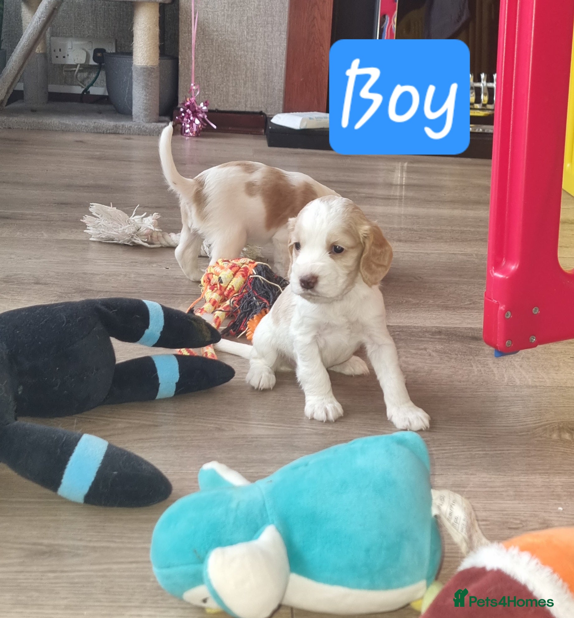 Cocker Spaniel dogs Adorable Cocker Spaniel Puppies for Sale 🐾 - Advert 2