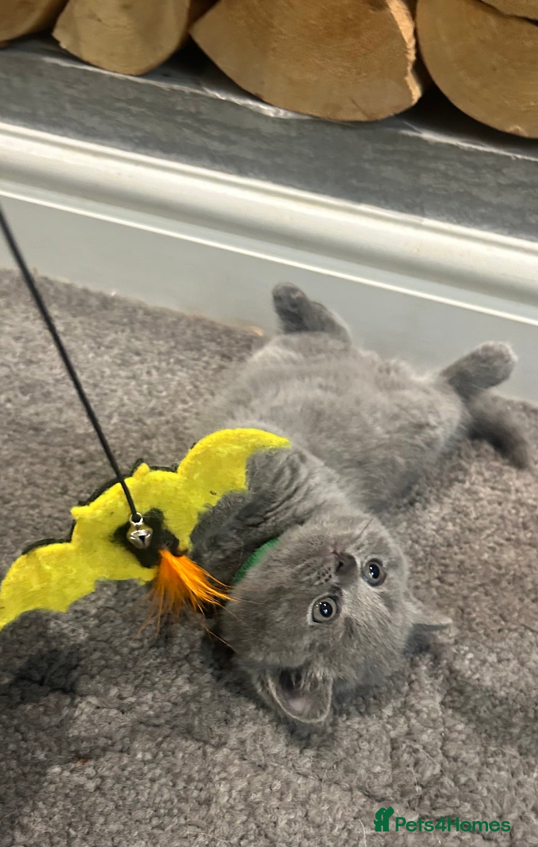 British Shorthair cats for sale: Pedigree Blue British Shorthair 💙💙💙💗💗💗💗 - Image 13