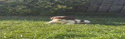 English Springer Spaniel dogs for sale: Springer Spaniel puppies for sale  - Advert 15
