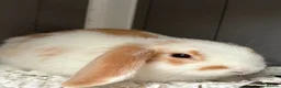 Mini Lop rabbits for sale: Beautiful mini lop babies  - Advert 5