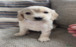 Cockapoo dogs for sale: F2 cockapoos for sale - Image 5