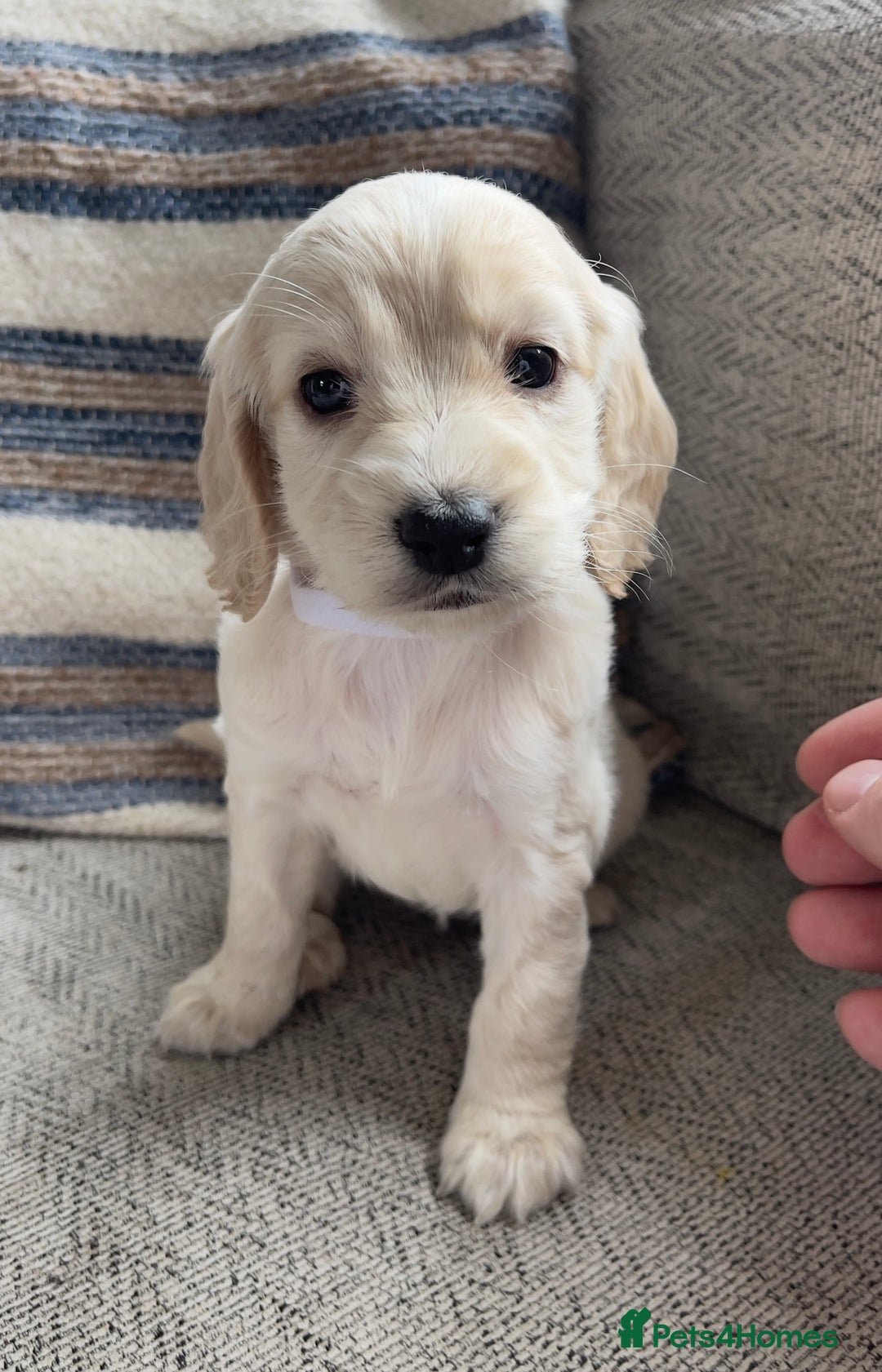 Cockapoo dogs for sale: F2 cockapoos for sale - Image 5