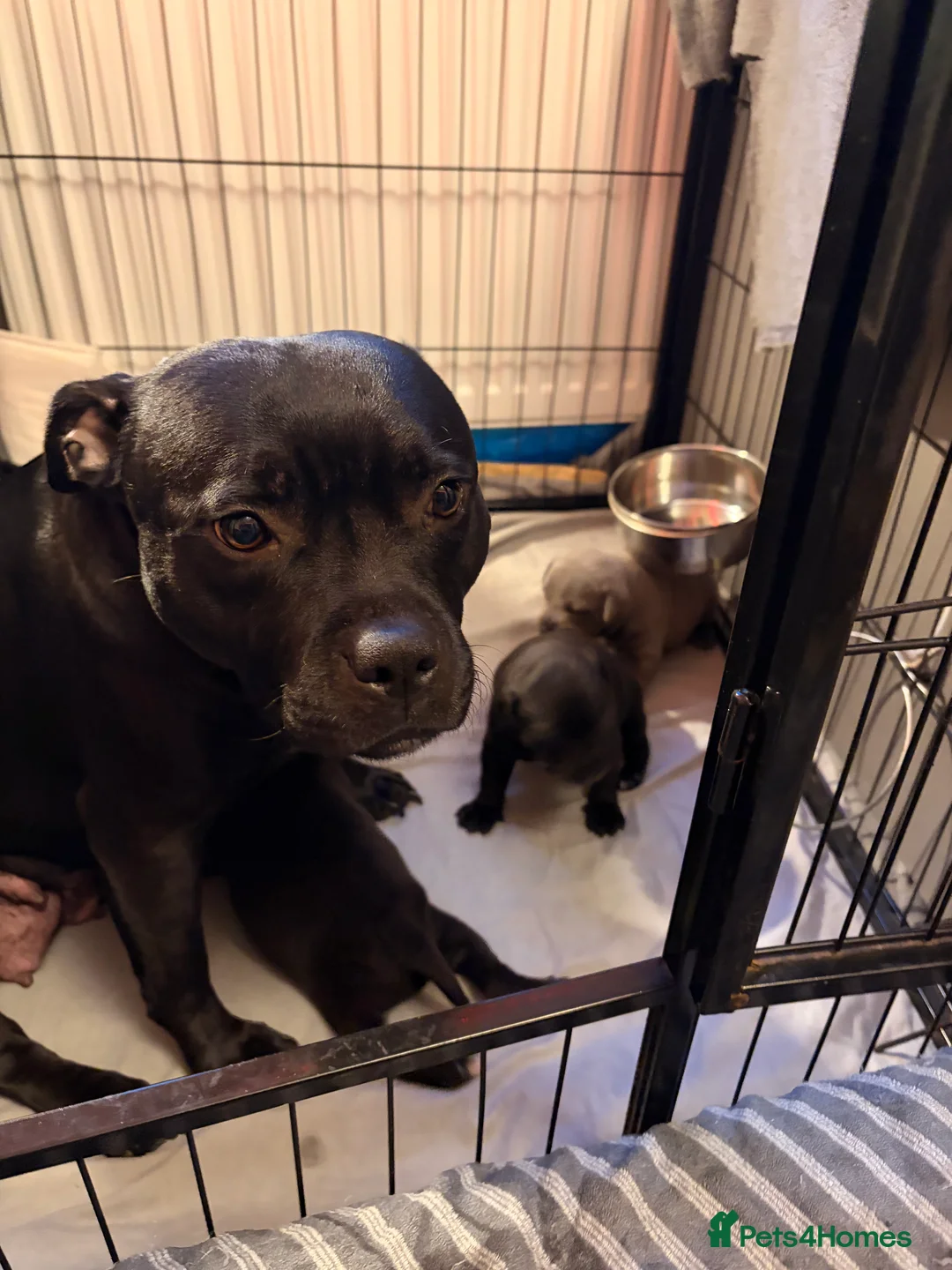 Staffordshire Bull Terrier dogs for sale: Staffordshire Bull Terrier puppies KC registered  - Advert 3