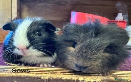 Guinea Pig rodents for sale: Teddy,Swiss and pet guinea pigs - Advert 1