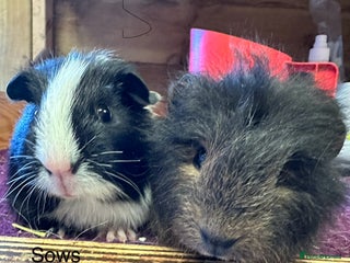 Guinea Pig rodents Teddy,Swiss and pet guinea pigs - Advert 1