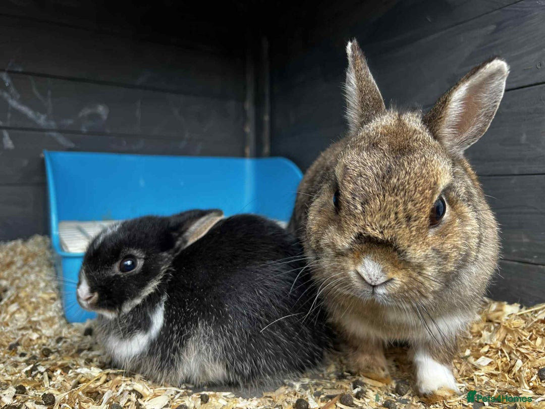 Netherland Dwarf rabbits for sale: Netherland dwarf bunnies - Image 3