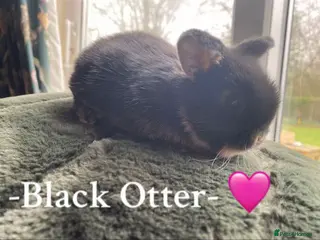 Mini Lop rabbits + Eight gorgeous mini lops for sale + - Advert 2