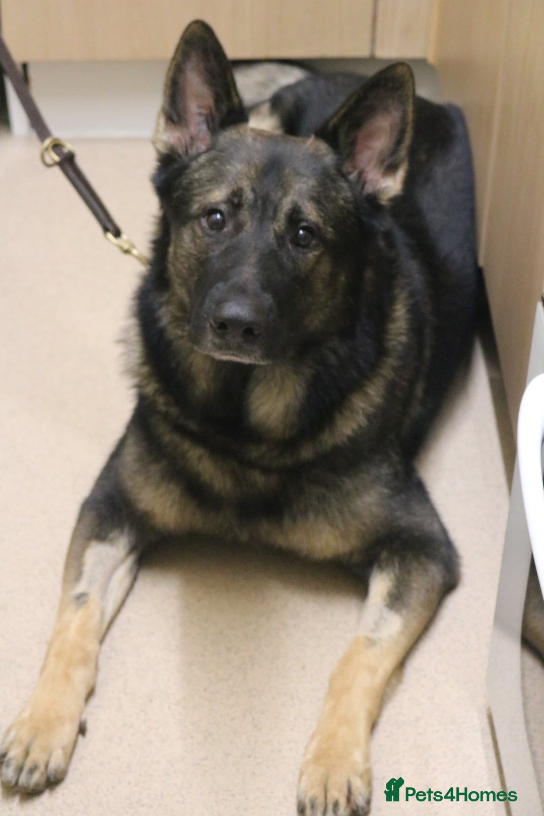 German Shepherd dogs for stud: Working line German shepherd for stud  - Advert 2