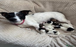 Jack Russell dogs for sale: Jack Russell Pups  - Image 3