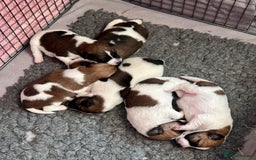 Fox Terrier dogs for sale: Quality smooth fox terrier puppies in Chesterfield - Image 2