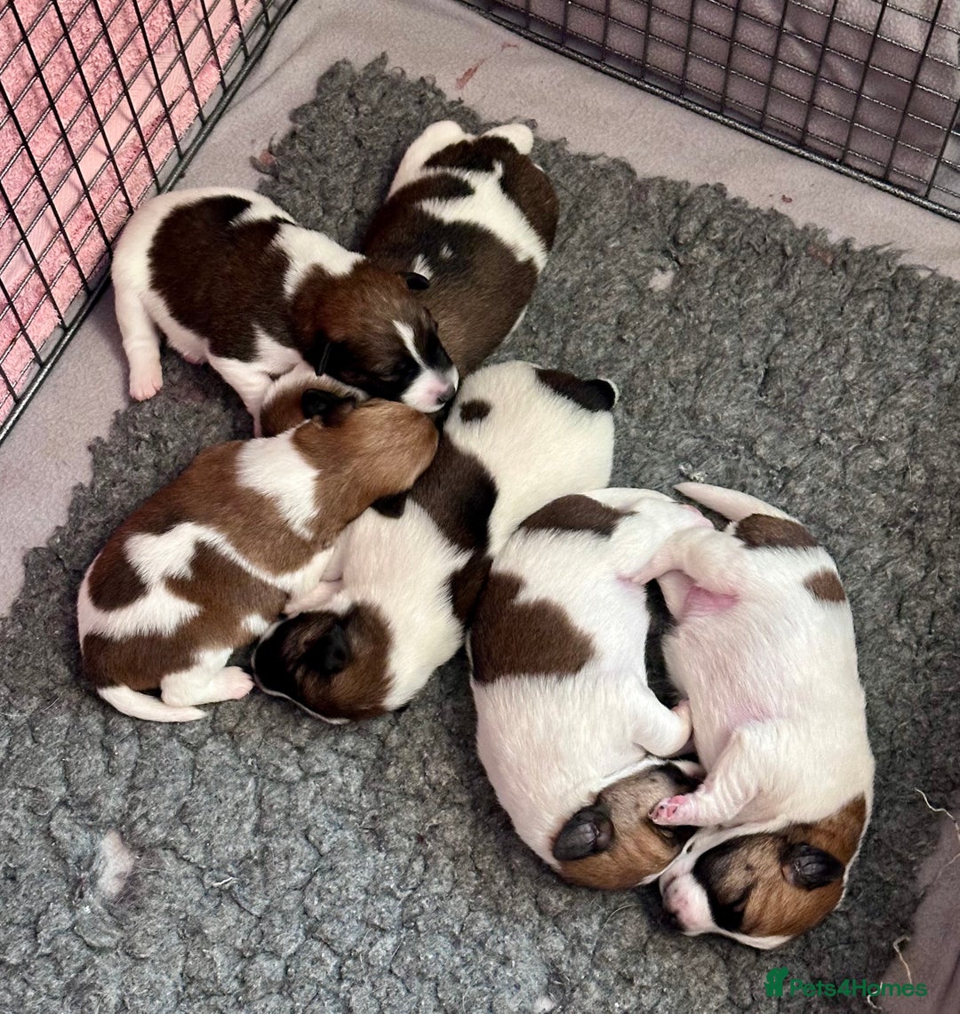 Fox Terrier dogs for sale: Quality smooth fox terrier puppies in Chesterfield - Image 2